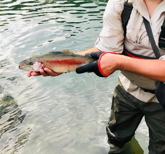SF Fly Fishing 1 Puncture Proof Glove