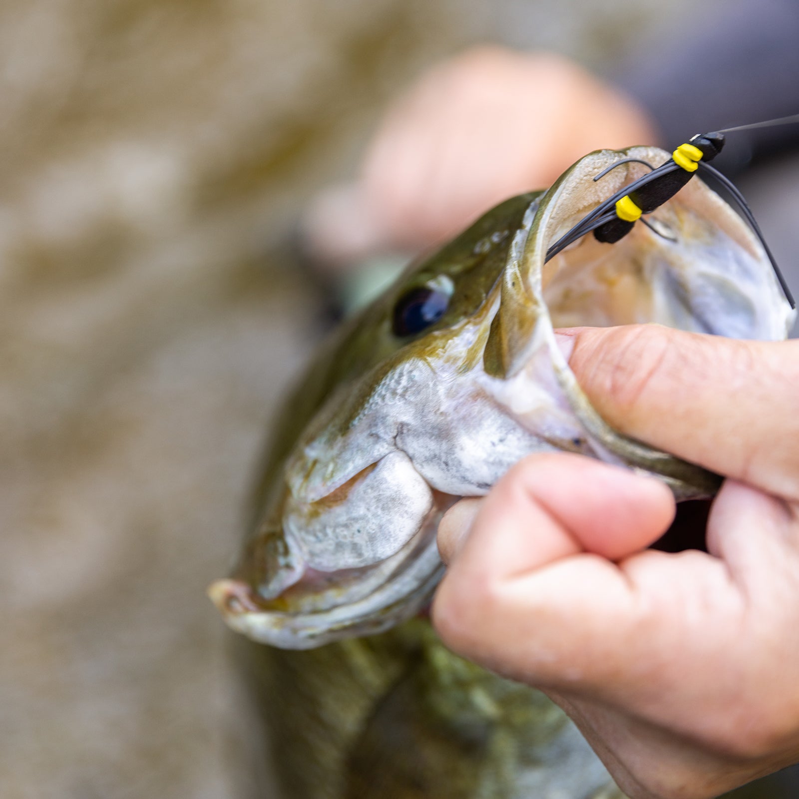 Follow Us on<a href="https://www.instagram.com/sunshine_.fishing/" target="_blank" title="https://www.instagram.com/sunshine_.fishing/"> IG</a>