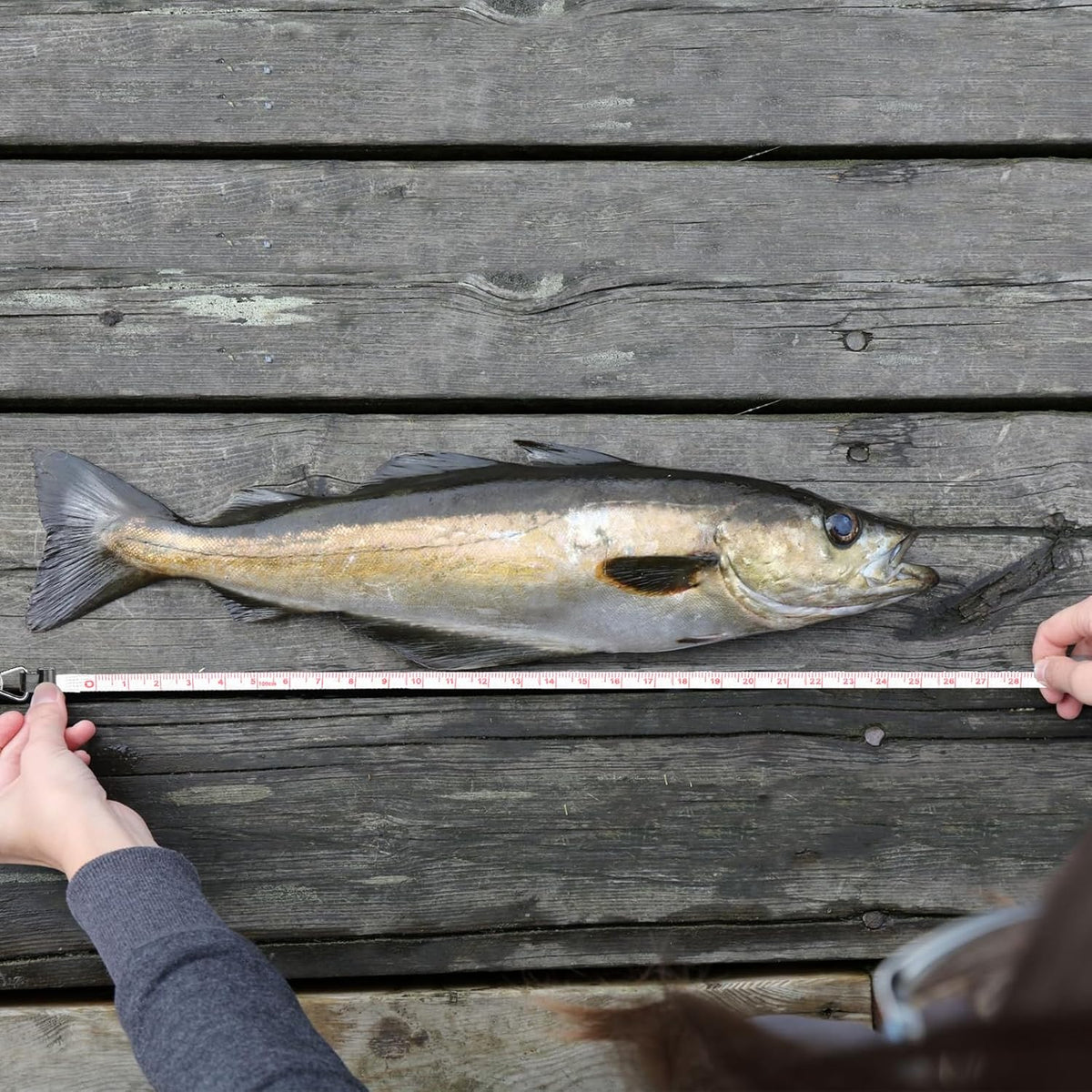 SF Fly Fishing Zinger Retractor