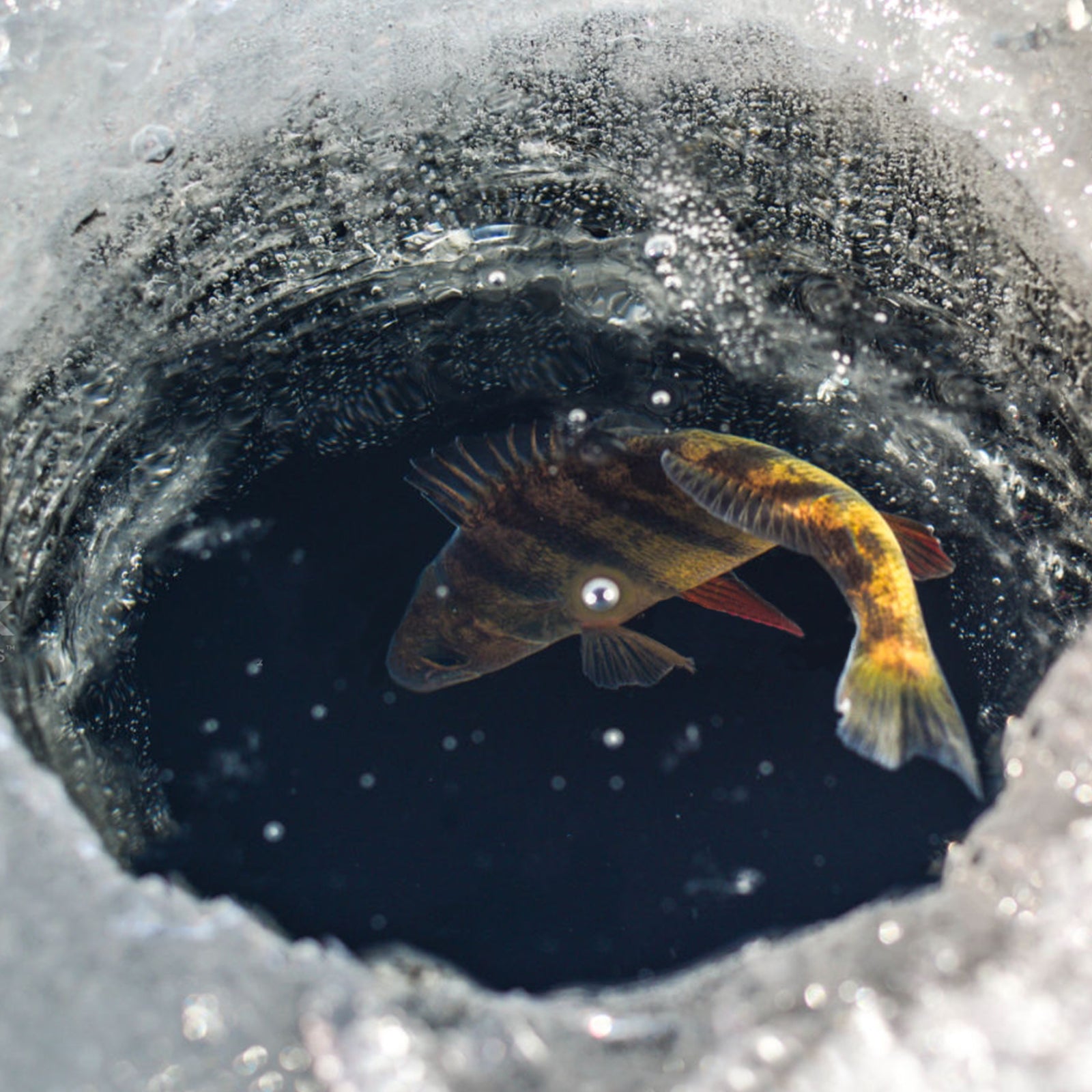 SF Ice Fishing Rod Cover with Elastic Band & Hanging Ring